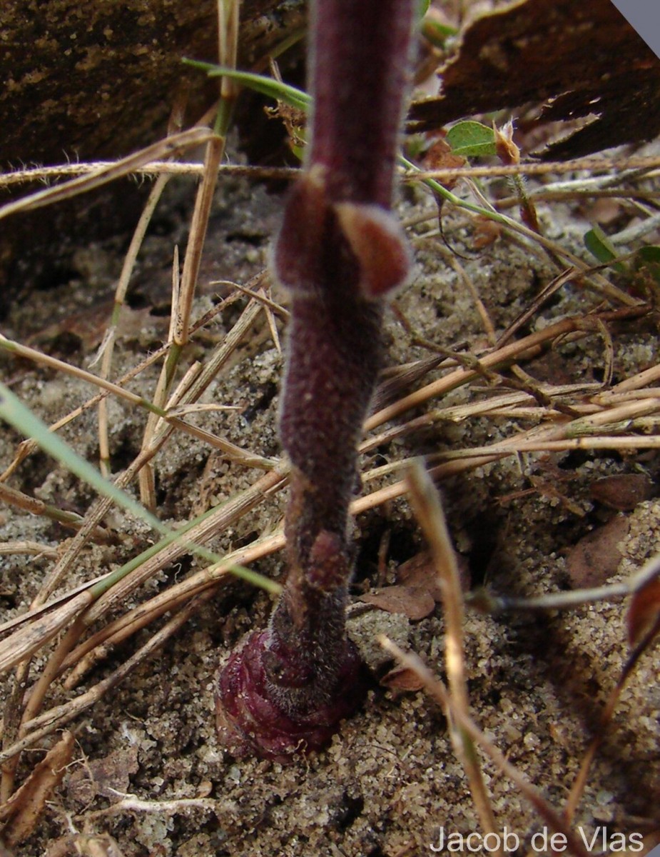 Striga gesnerioides (Willd.) Vatke
